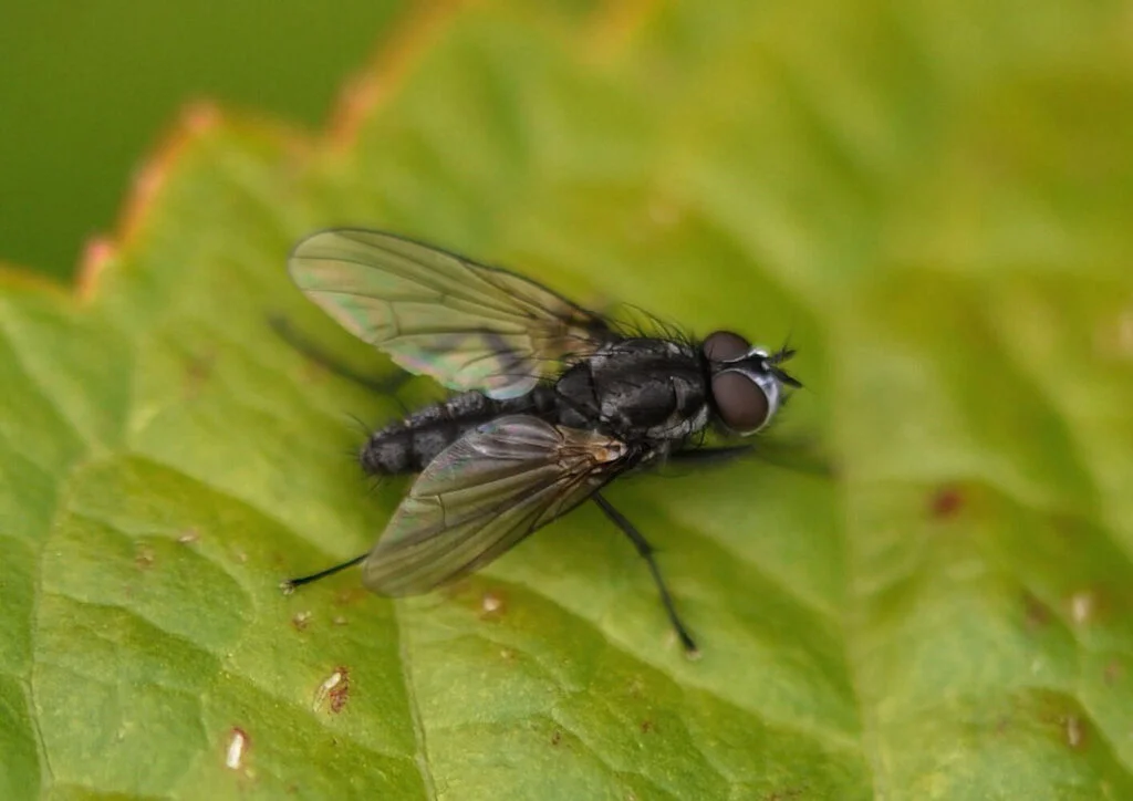 feromoon PheroRadicum (Koolvlieg) 10/pak