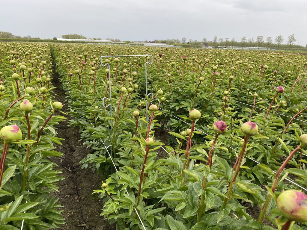 pioen-touw-steun 900x250x6mm 6 oortjes