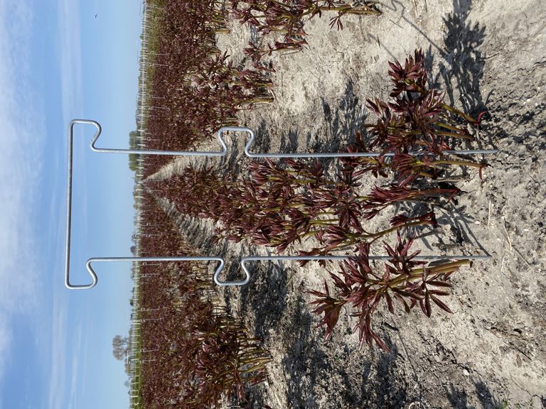 pioen-touw-steun 850x300x6mm 4 oortjes