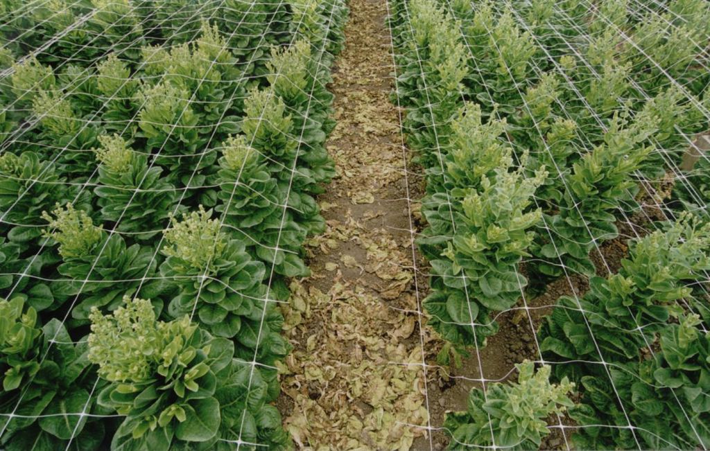 steungaas 8-maas 125x125mm 100cm 1000m